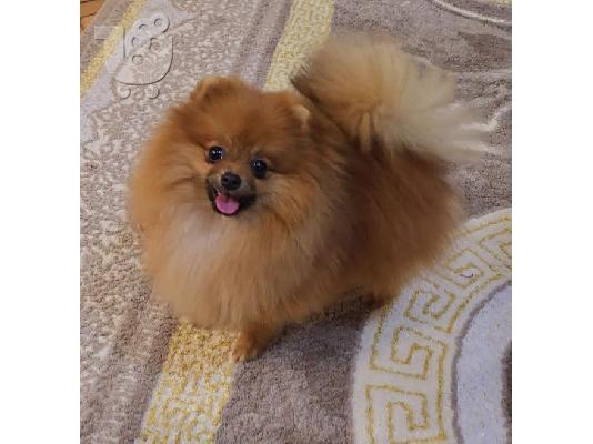 PoulaTo: Καθαρόαιμα κουτάβια Boo Pomeranian